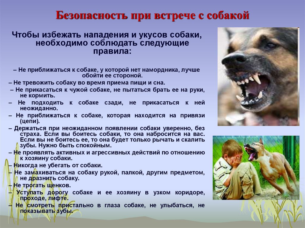 памятка обращения с жвиотными без владельцев.jpeg памятка обращения с жвиотными без владельцев.jpeg